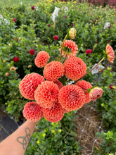 Load image into Gallery viewer, Cornel Bronze Dahlia Tuber