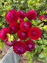 Load image into Gallery viewer, Cornel Dahlia Tuber