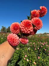 Load image into Gallery viewer, Rose Toscano Dahlia Tuber