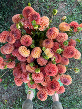 Load image into Gallery viewer, Cornel Bronze Dahlia Tuber