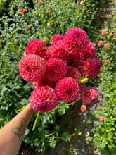Load image into Gallery viewer, Robinhood Dahlia Tuber