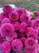 Load image into Gallery viewer, Caitlyn's Joy Dahlia Tuber