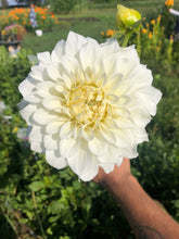 Load image into Gallery viewer, Center Court Dahlia Tuber