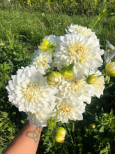 Load image into Gallery viewer, Center Court Dahlia Tuber