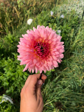 Load image into Gallery viewer, Preference Dahlia Tuber