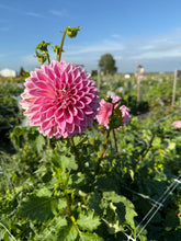 Load image into Gallery viewer, Castle Drive Dahlia Tuber