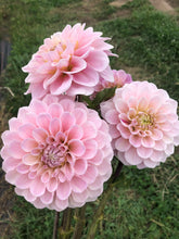 Load image into Gallery viewer, Sweet Nathalie Dahlia Tuber