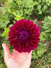 Load image into Gallery viewer, Diva Dahlia Tuber