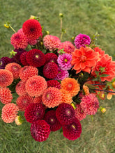 Load image into Gallery viewer, Dahlia Tuber Starter Pack