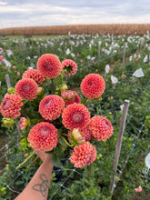 Load image into Gallery viewer, Dahlia Tuber Starter Pack