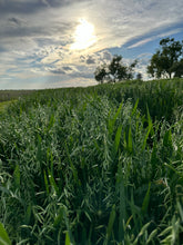Load image into Gallery viewer, Milky Oats Pre-Order - Jewelweed, Excelsior MN