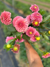 Load image into Gallery viewer, Rock Run Ashley Dahlia Tuber