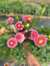 Load image into Gallery viewer, Rock Run Ashley Dahlia Tuber