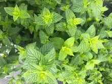 Load image into Gallery viewer, Spearmint - Dried Herb

