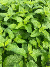 Load image into Gallery viewer, Lemon Balm - Dried Herb