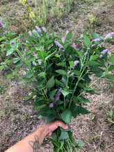 Load image into Gallery viewer, Anise Hyssop - Dried Herb