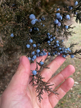 Load image into Gallery viewer, Juniper - Herbal Cocktail Bitters