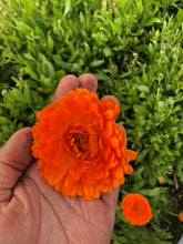 Load image into Gallery viewer, Scar Salve