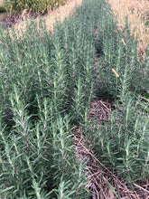 Load image into Gallery viewer, Scar Salve