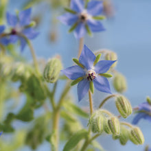 Load image into Gallery viewer, Plant Starts - Flowers
