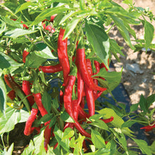 Load image into Gallery viewer, Plant Starts - Vegetables
