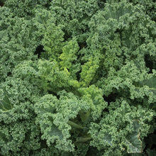 Load image into Gallery viewer, Plant Starts - Vegetables
