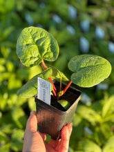 Load image into Gallery viewer, Plant Starts - Vegetables
