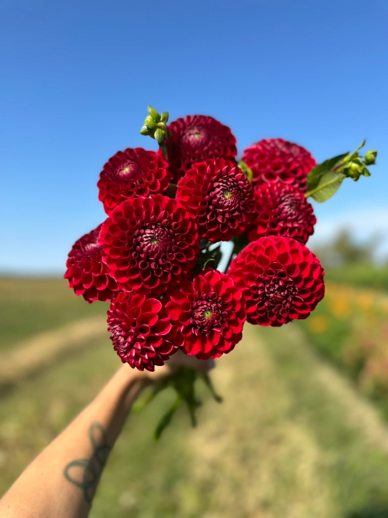 Cornel Dahlia Tuber