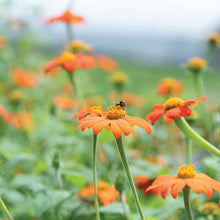 Load image into Gallery viewer, Plant Starts - Flowers
