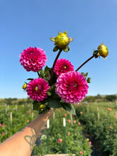 Load image into Gallery viewer, Raspberry Sorbet Dahlia Tuber
