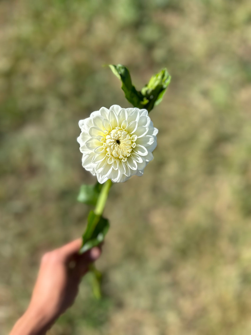 Blizzard Dahlia Tuber