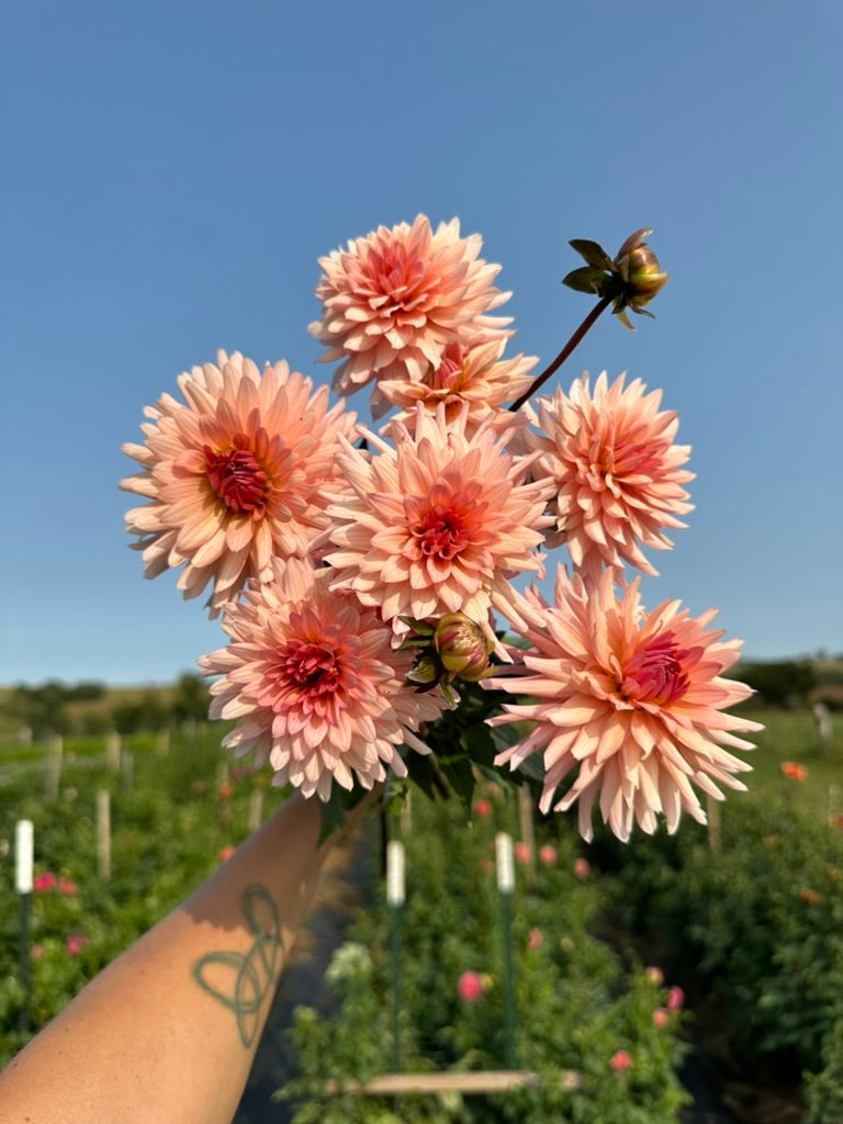 Preference Dahlia Tuber