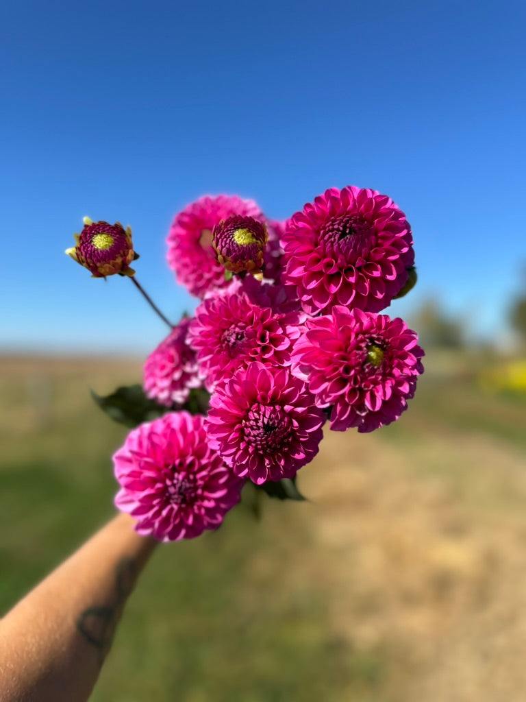 Raspberry Sorbet Dahlia Tuber