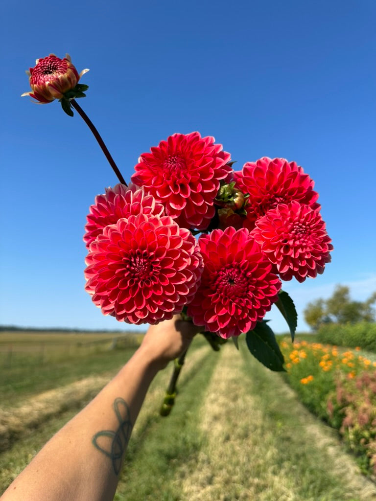 Intrigue Dahlia Tuber