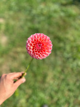 Load image into Gallery viewer, Linda&#39;s Baby Dahlia Tuber
