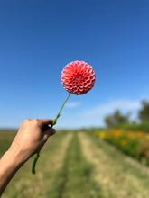 Load image into Gallery viewer, Linda&#39;s Baby Dahlia Tuber
