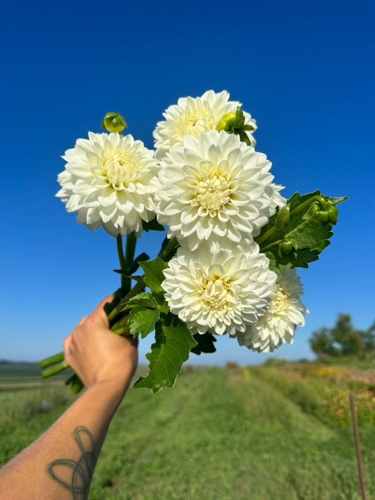 Center Court Dahlia Tuber