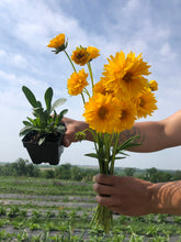 Load image into Gallery viewer, Plant Starts - Native Plants
