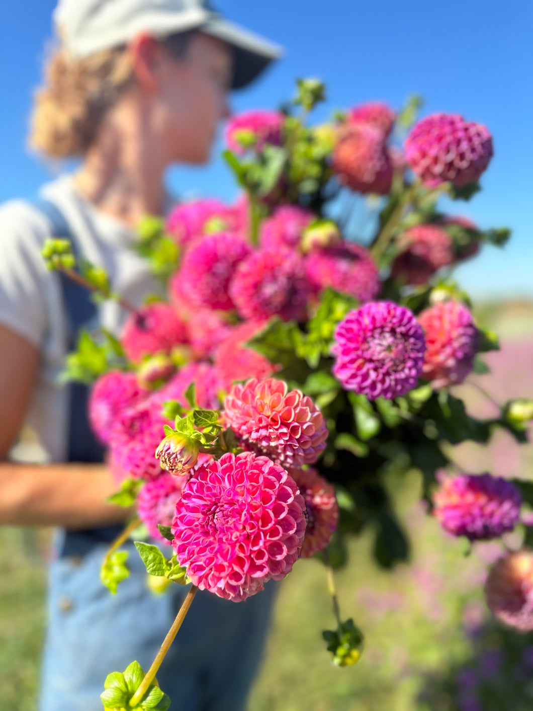 Caitlyn's Joy Dahlia Tuber