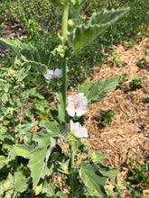 Load image into Gallery viewer, Plant Starts - Herbs
