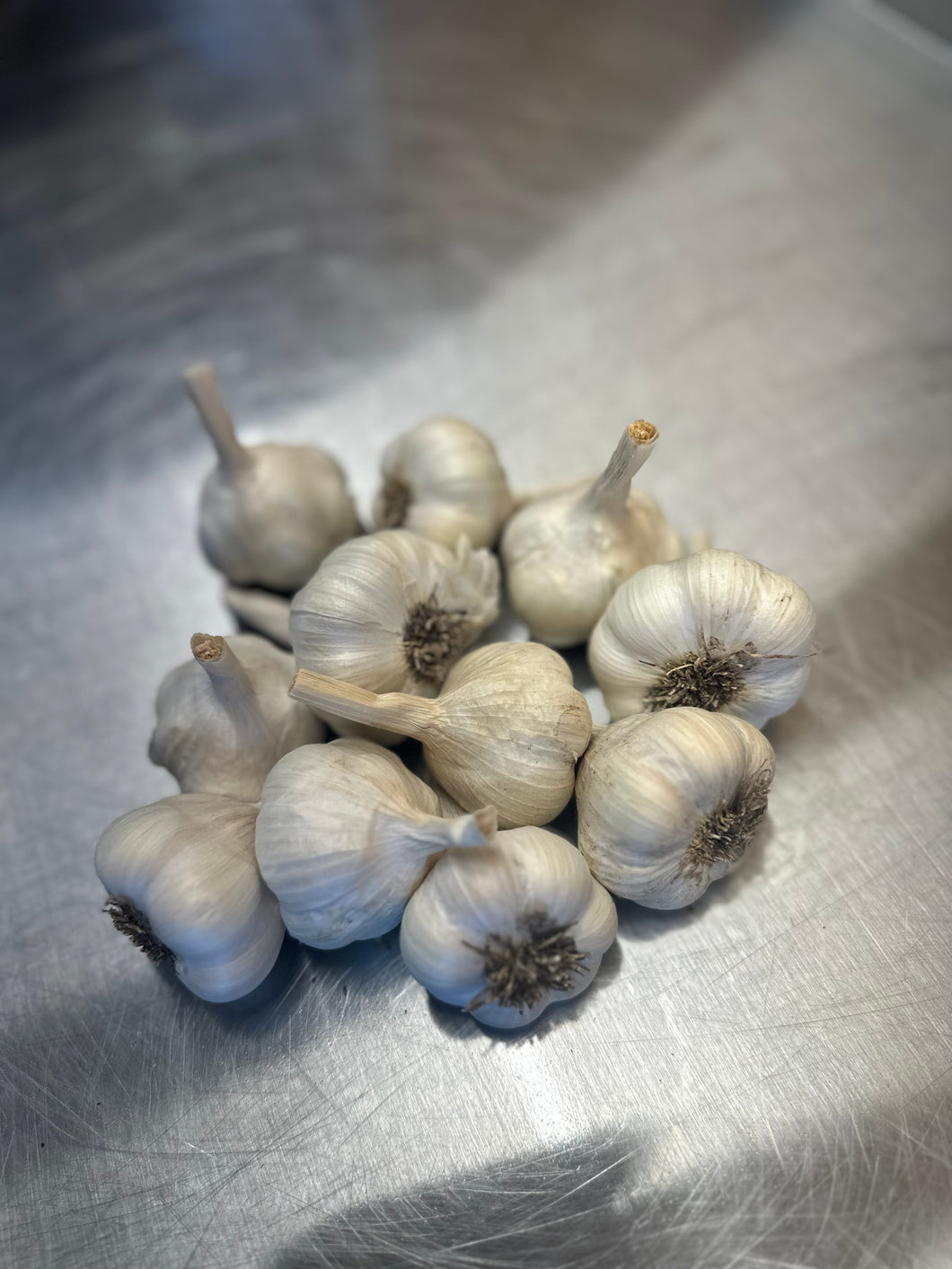 Garlic