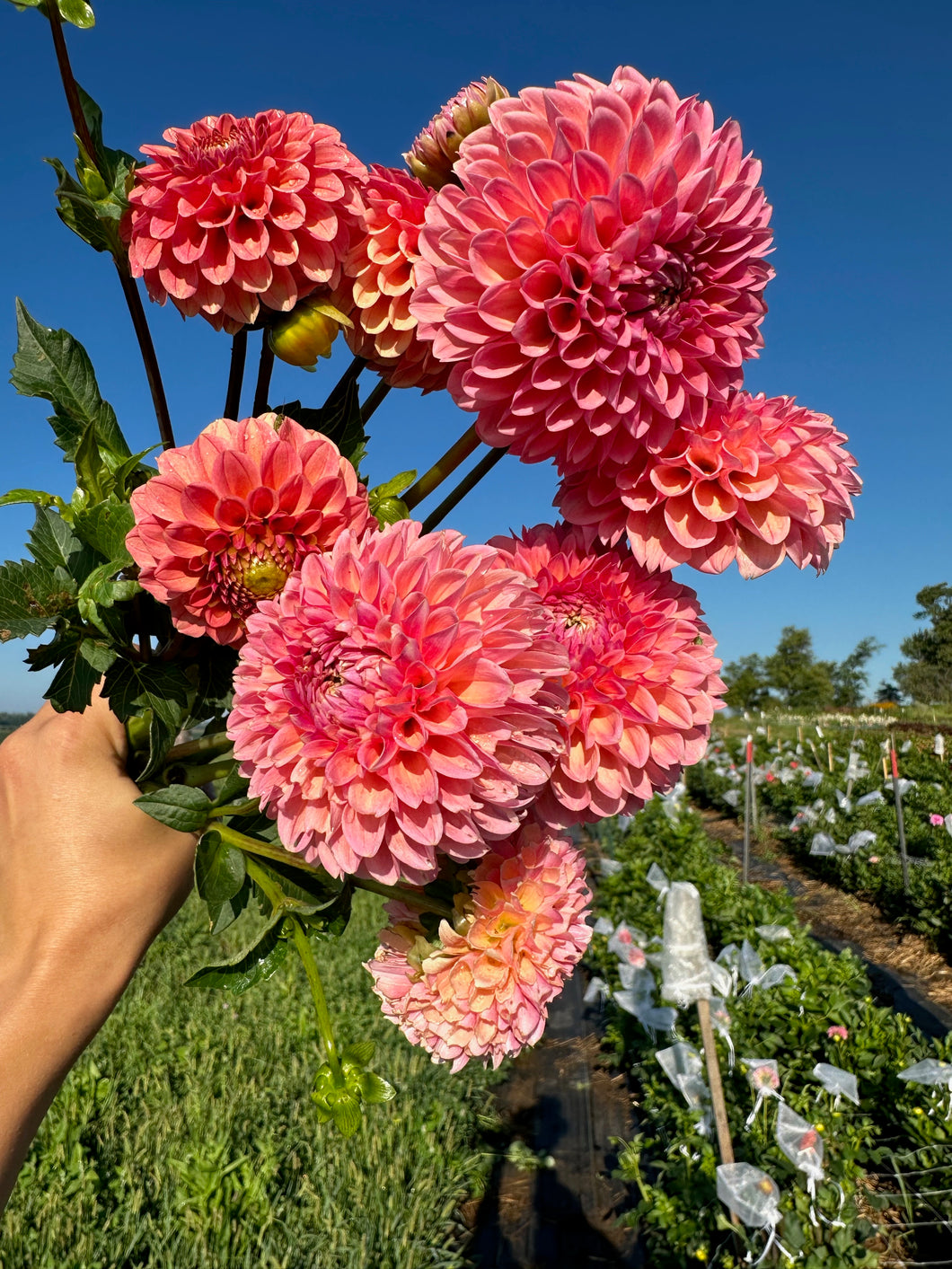 Linda's Baby Dahlia Tuber