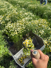 Load image into Gallery viewer, Chamomile Flower - Dried Herb
