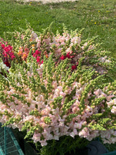 Load image into Gallery viewer, June Flower Subscription
