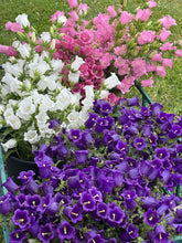 Load image into Gallery viewer, June Flower Subscription
