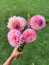 Load image into Gallery viewer, Castle Drive Dahlia Tuber
