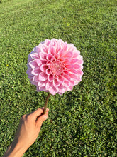 Load image into Gallery viewer, Castle Drive Dahlia Tuber
