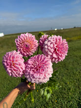 Load image into Gallery viewer, Castle Drive Dahlia Tuber
