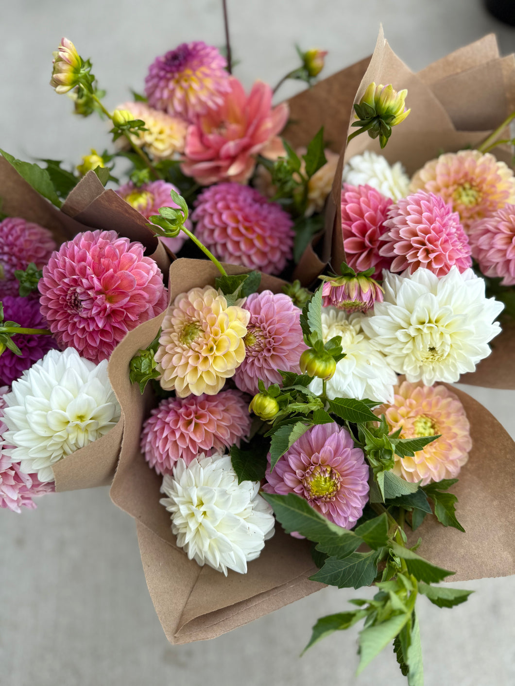 Dahlia CSA Subscription