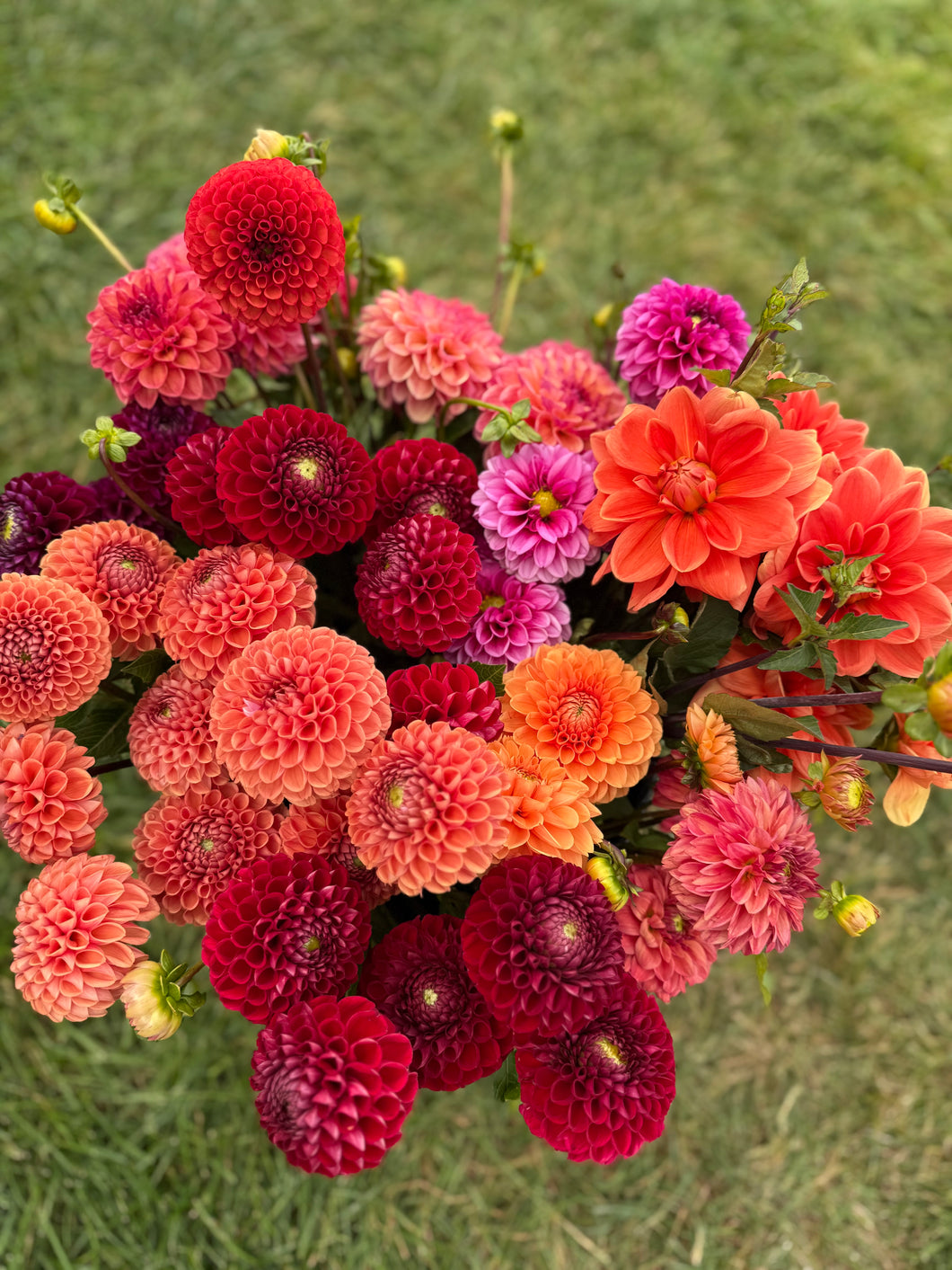 Dahlia Tuber Starter Pack